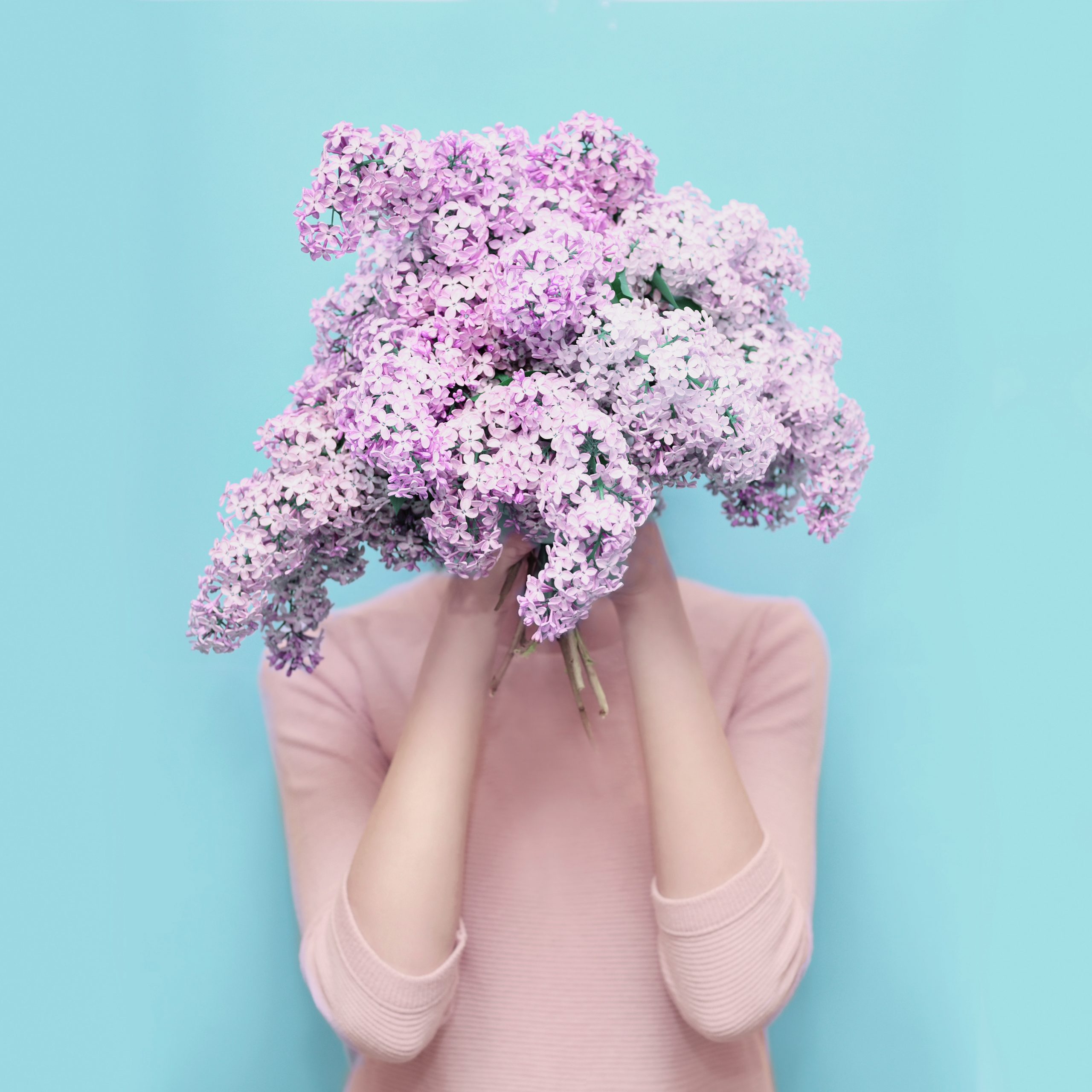 Woman hiding head in bouquet lilac flowers over colorful blue Woman hiding head in bouquet lilac flowers over colorful blue background