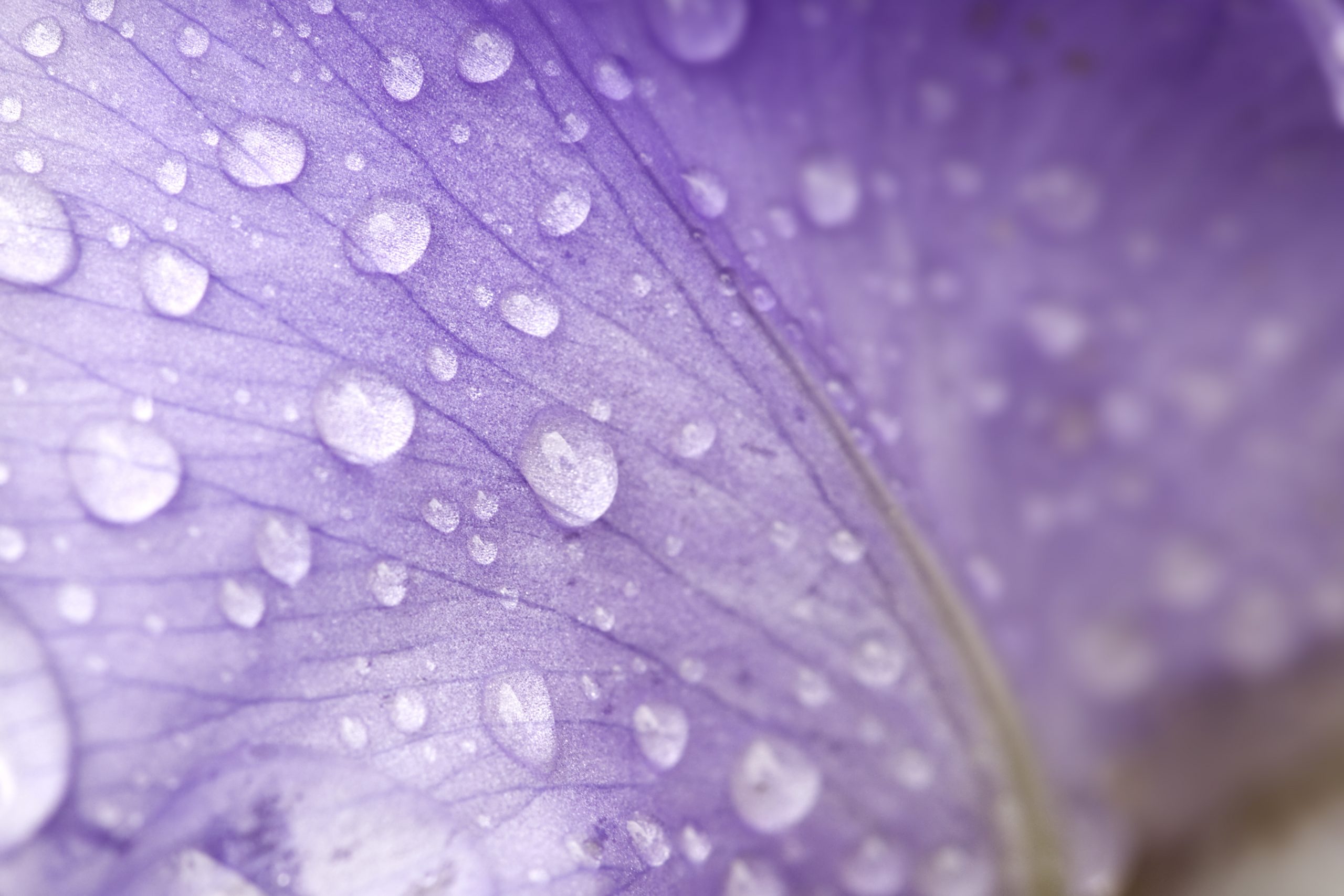 Petal Raindrops on a flower petalCLICK HERE to see more similar images!