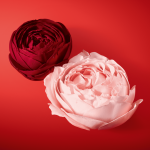 ga_2022_sì-passione-Éclat-de-parfum_ingredients_roses_rvb-3000_optimized_optimized-150x150 ga_2022_sì-passione-Éclat-de-parfum_ingredients_roses_rvb-3000_optimized_optimized-150x150