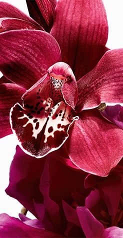 CH_La_Bomba_Intensa_x_Marionnaud_Assets_BrandPromotionLandingpage_PPMedium_246x476px_1.jpg