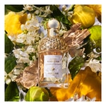 75 ML Guerlain AQUA ALLEGORIA Bergamote Calabria Eau de Toilette  2 of 3 Bergamote Calabria Eau de Toilette