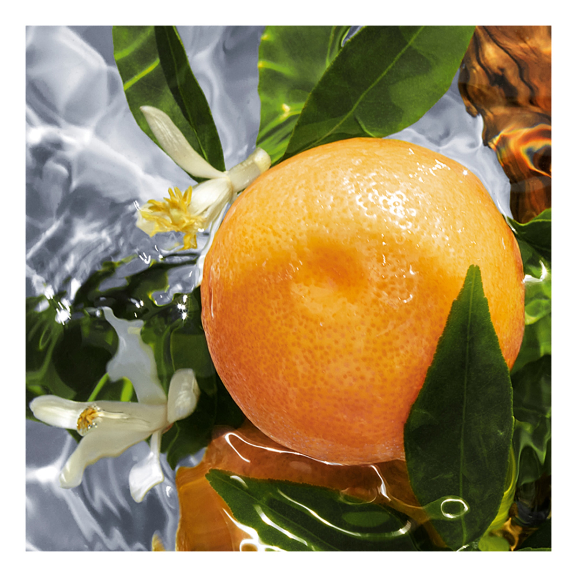 Pamplelune Eau de Toilette