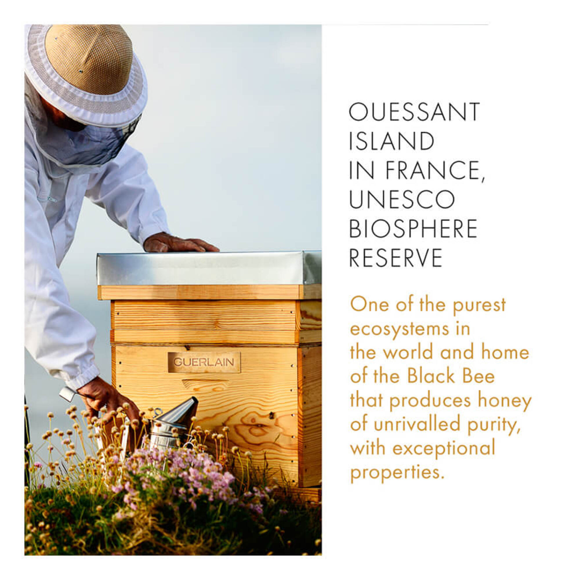 Abeille Royale Daily Repair Serum