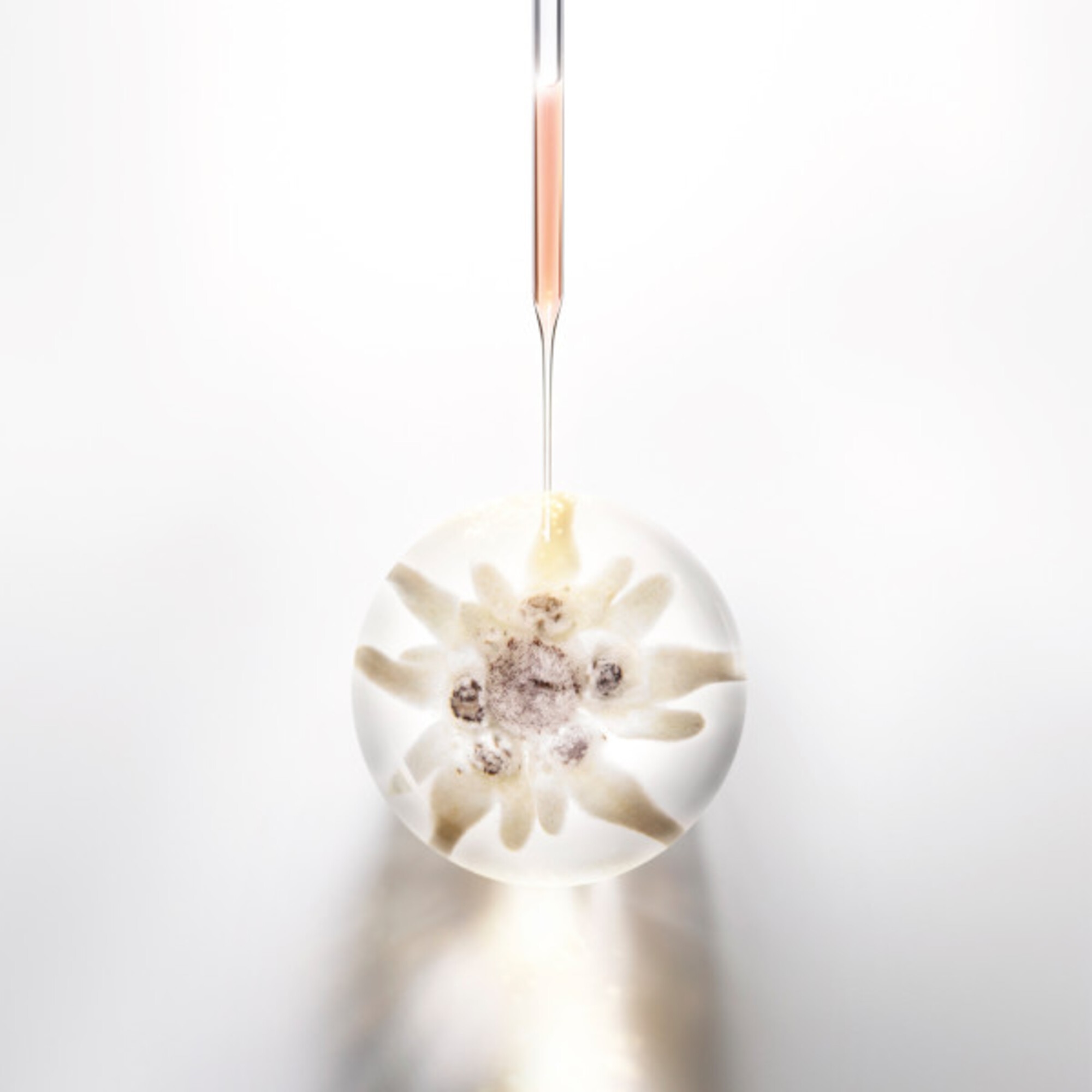 Prodigy Cellglow Soft Regenerating Cream