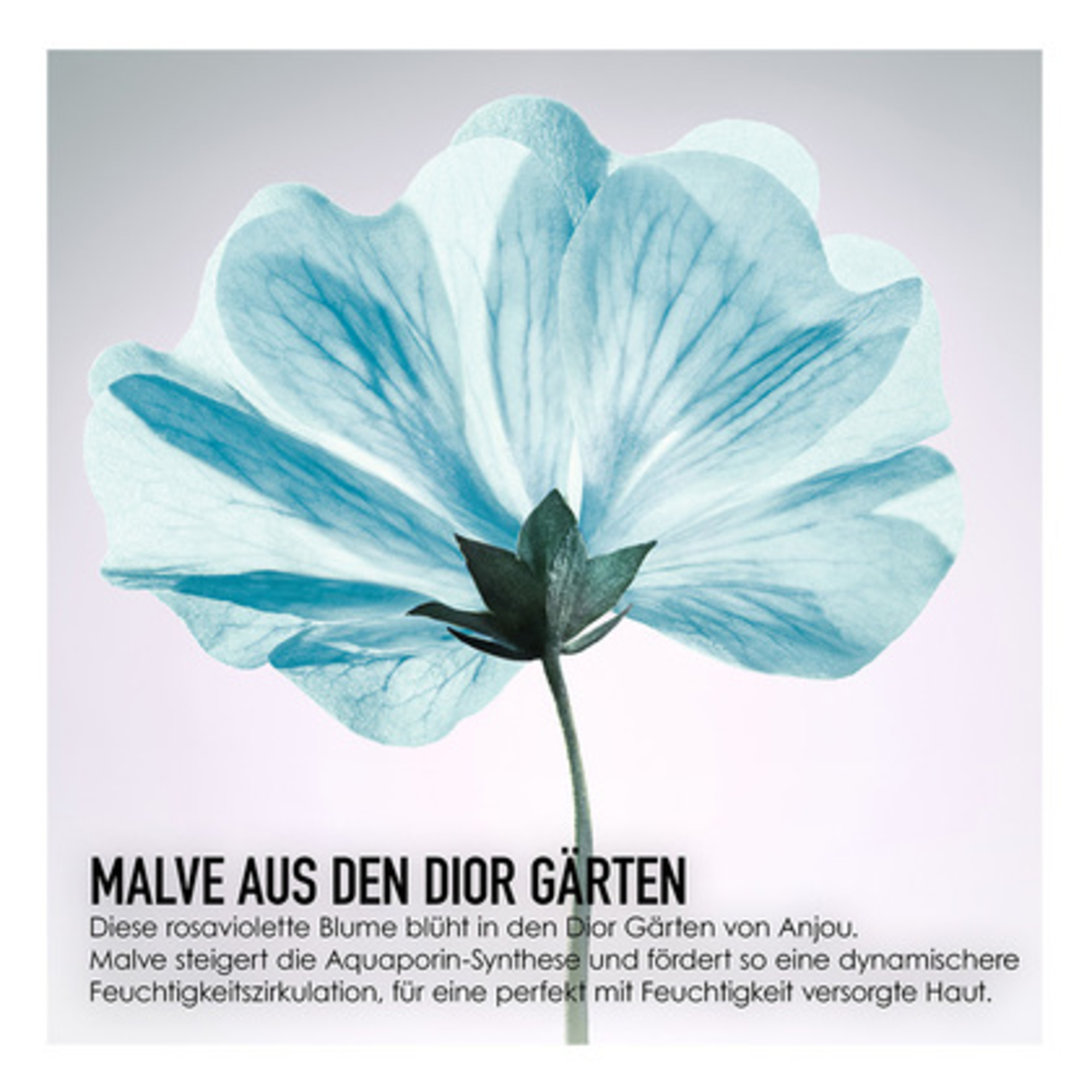 Sorbet-Feuchtigkeitsspray