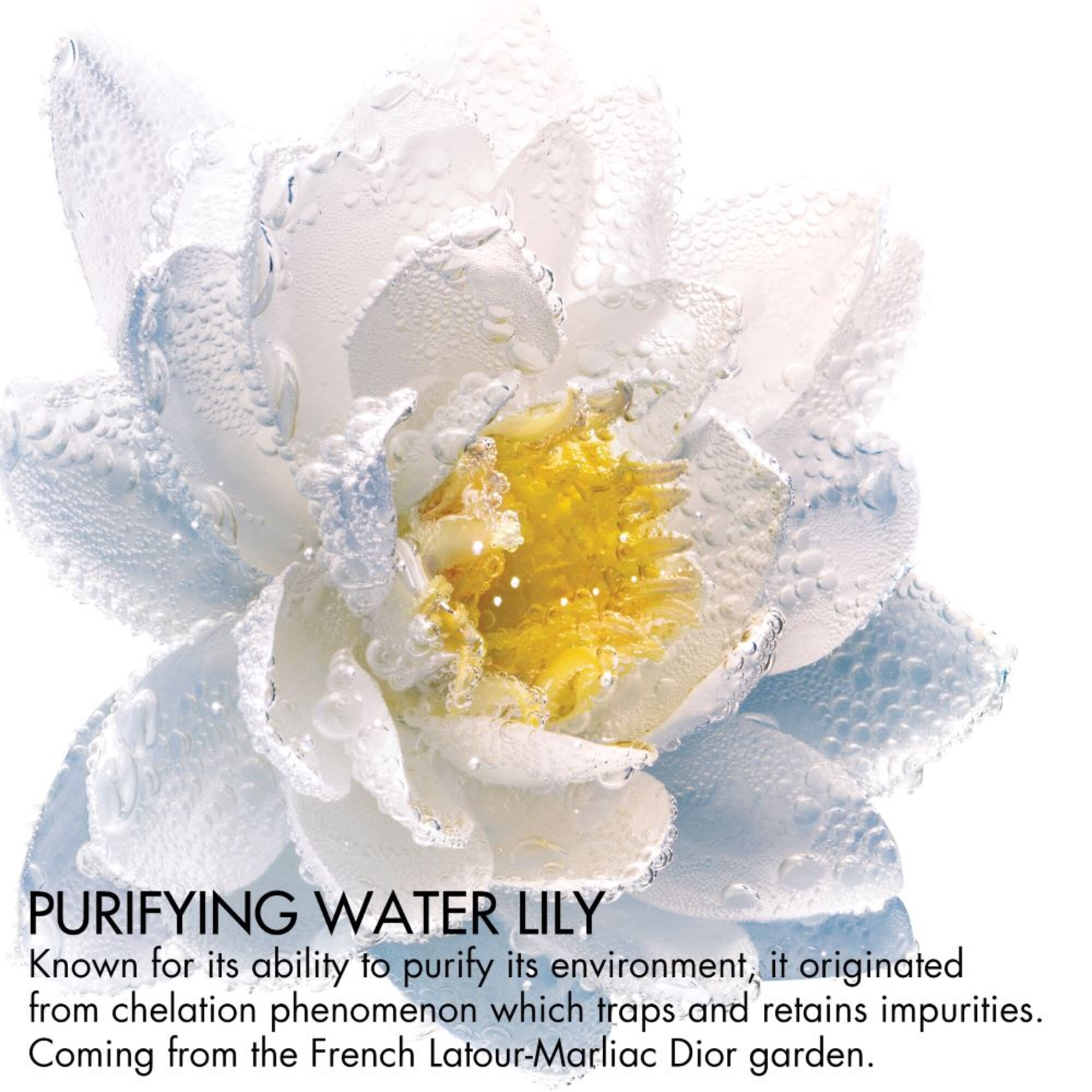 Zwei-Phasen-Make-Up-Entferner mit reinigendem Seerosenextrakt