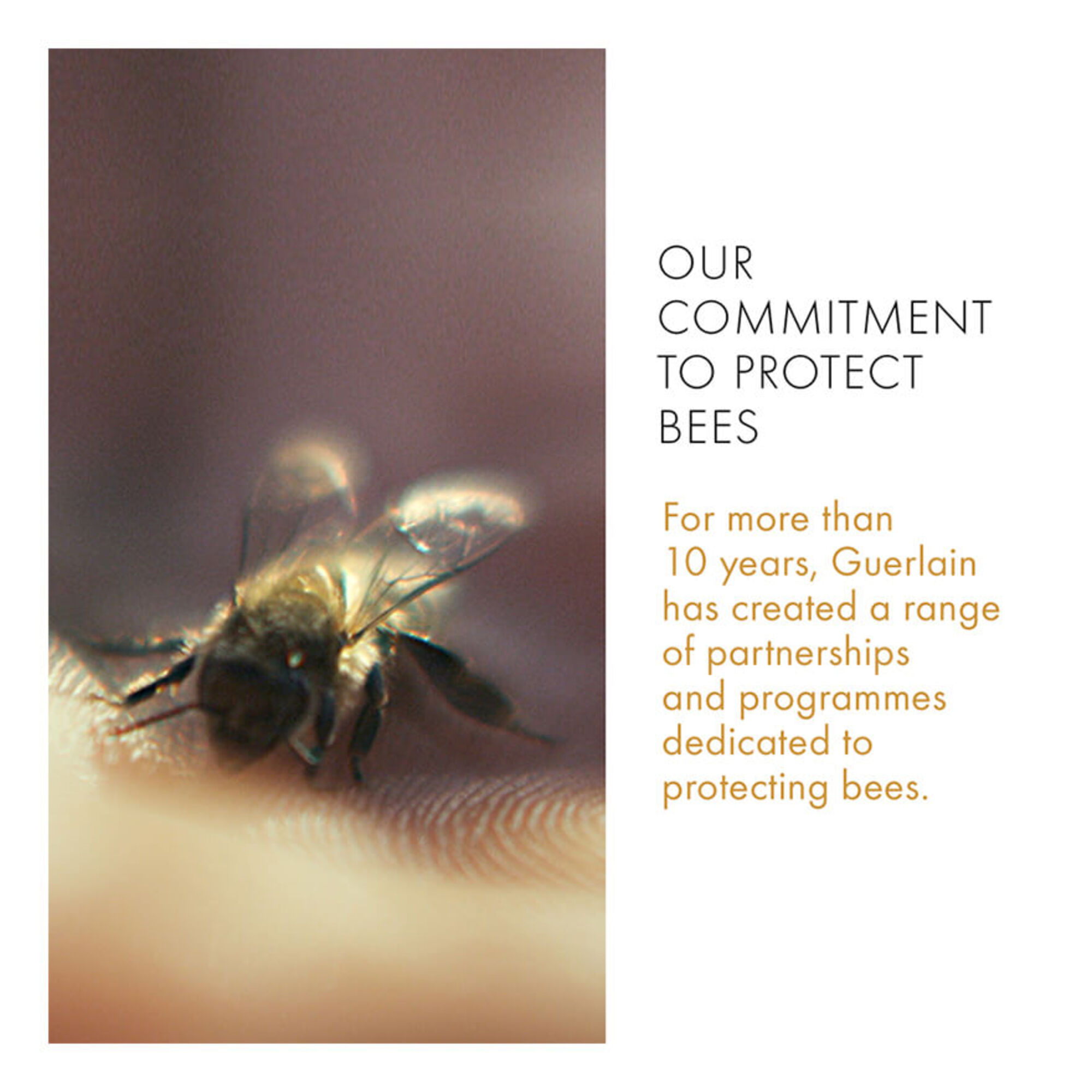 Abeille Royale Daily Repair Serum