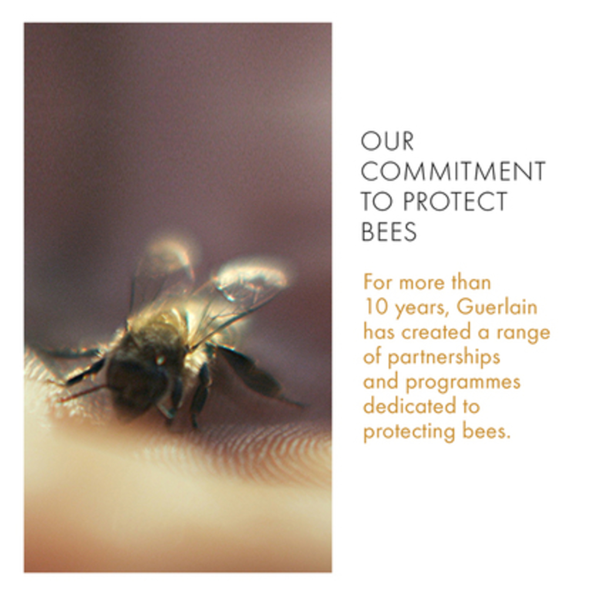 Abeille Royale Daily Repair Serum