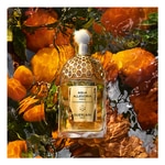 75 ML Guerlain AQUA ALLEGORIA Mandarine Basilic Forte Eau de Parfum 3 of 3 Mandarine Basilic Forte Eau de Parfum