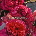 200 ML Guerlain AQUA ALLEGORIA Rosa Rossa Forte Eau de Parfum Nachfüllung  3 of 3 Rosa Rossa Forte Eau de Parfum Nachfüllung