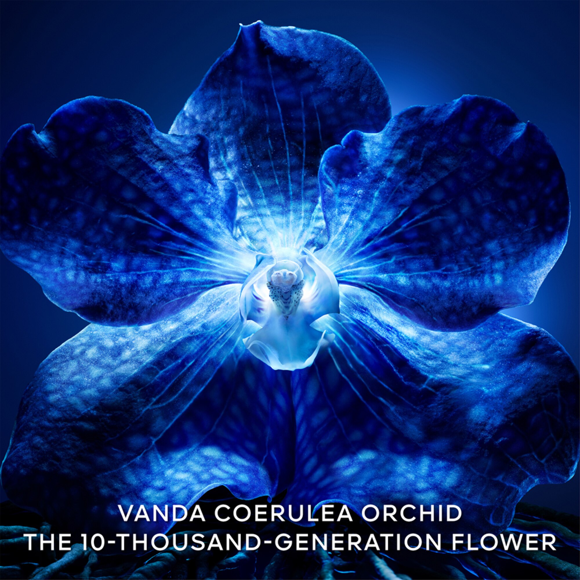 GRL REF.LIGHT CREAM 6G ORCHIDE