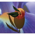 50 ML LOEWE SOLO ELIXIR Eau de Parfum 2 of 5 Eau de Parfum